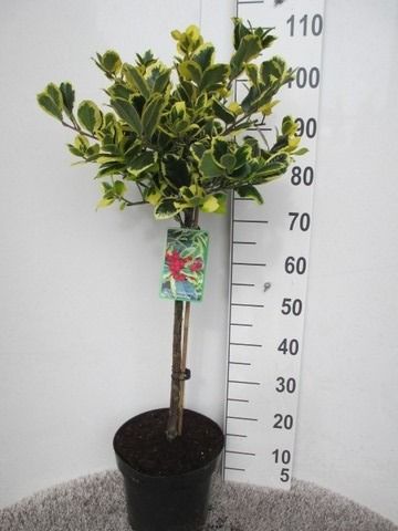Ilex a. Golden King 70st.P28, D 28