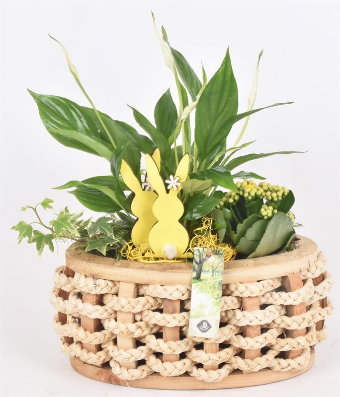 Hout ovaal met touw 30x12cm, D 30