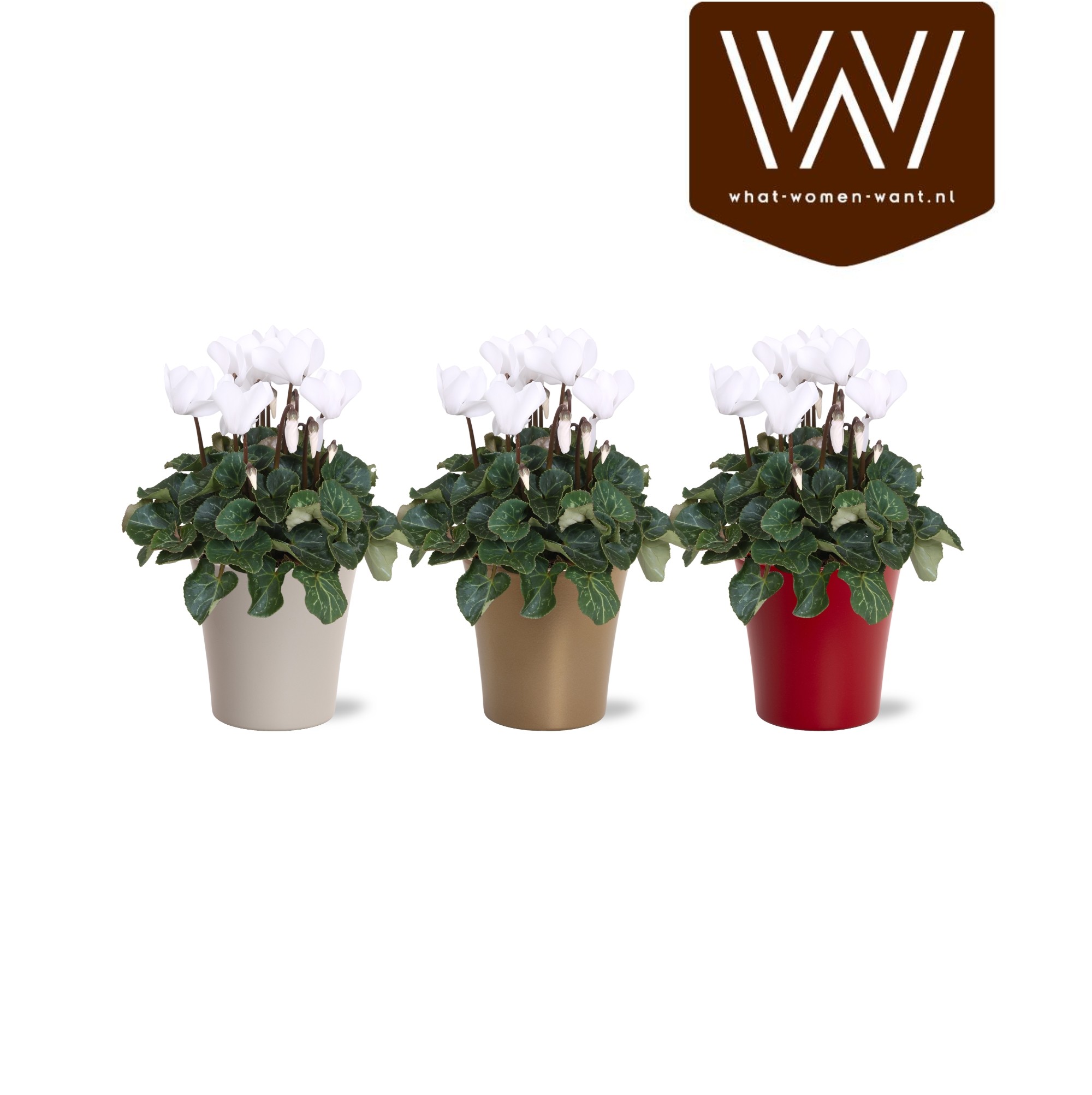 Collectie "Top Blend" Cyclamen wit in gekleurd lotte keramiek kerst, D 14