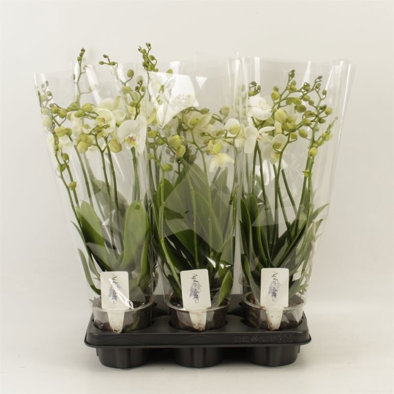 Phalaenopsis Anthura Inverness Wild 6 tak Inverness shorty, D 12