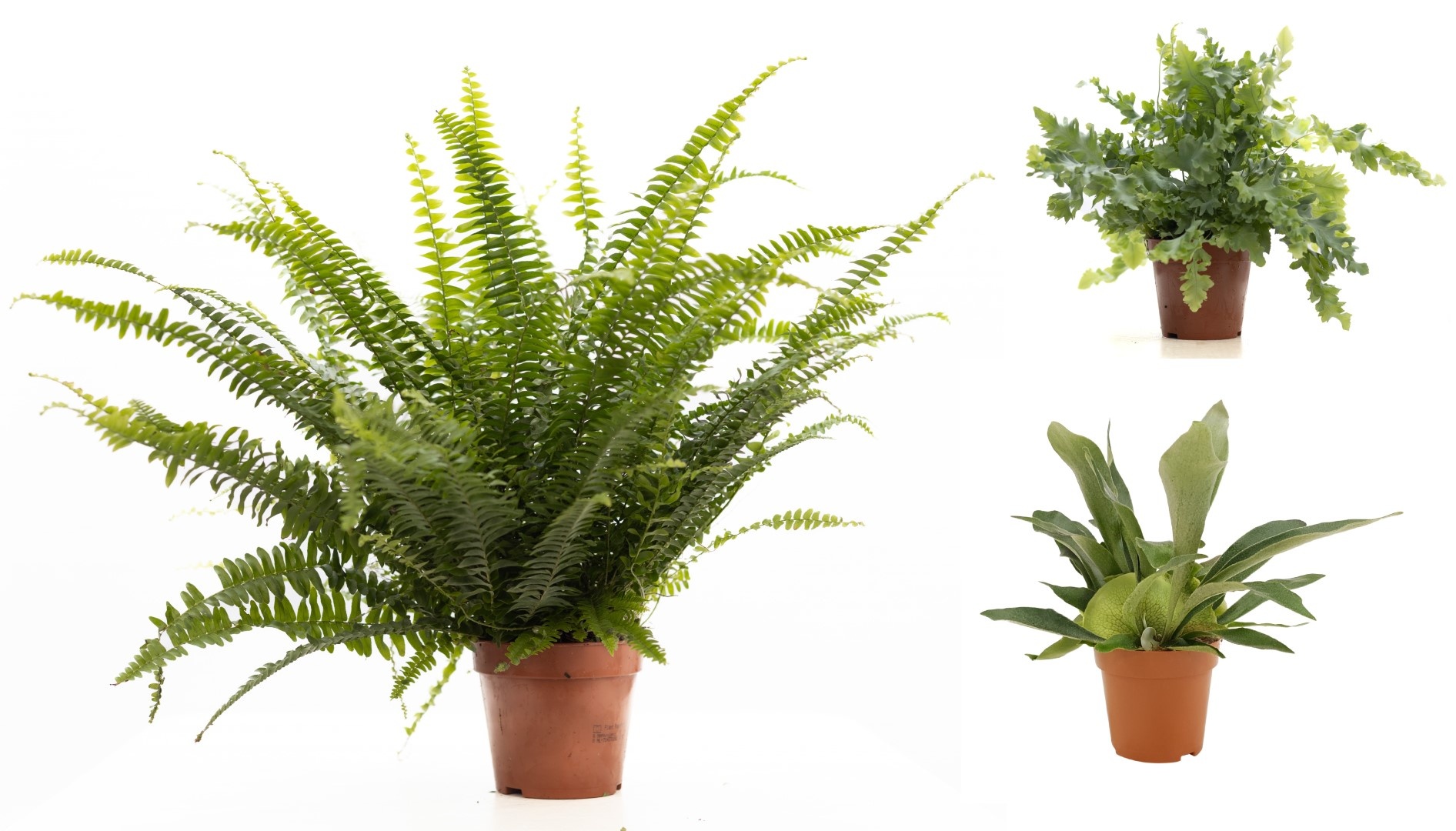 Varens gemengd P&PURE Collection, D 12