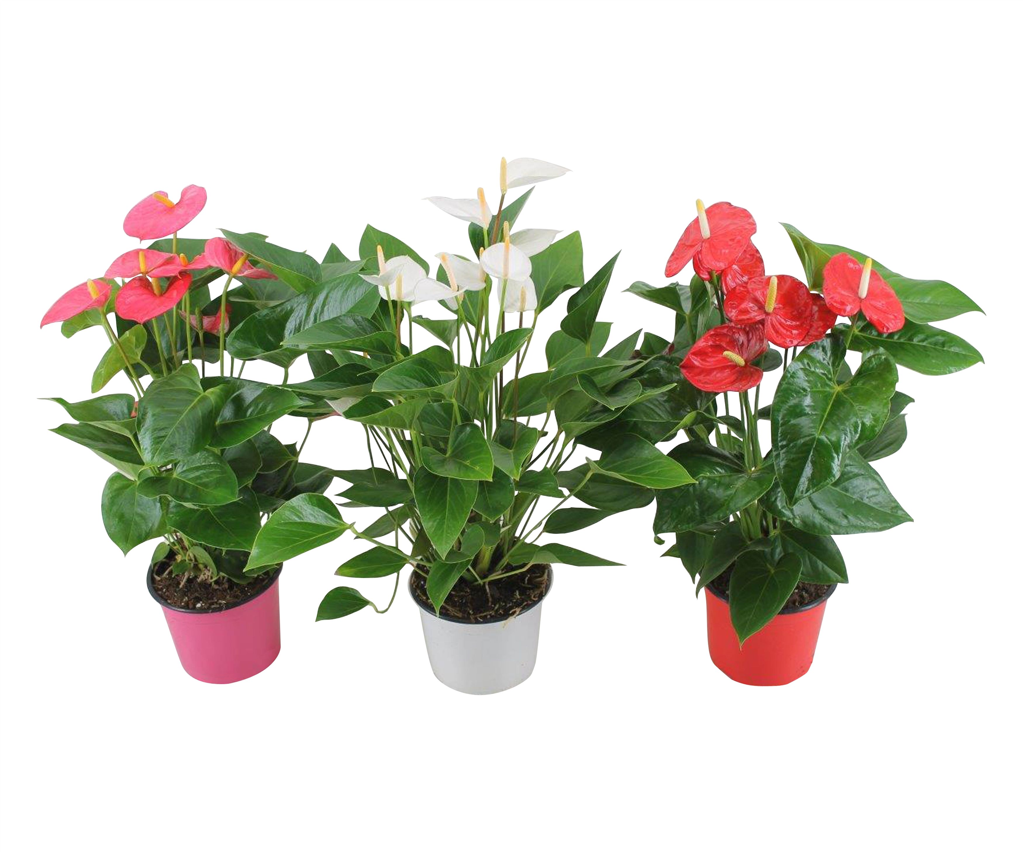 Anthurium  Jumbomix 17cm, D 17