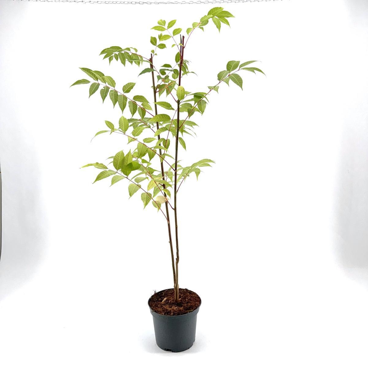 Tetradium daniellii, D 19