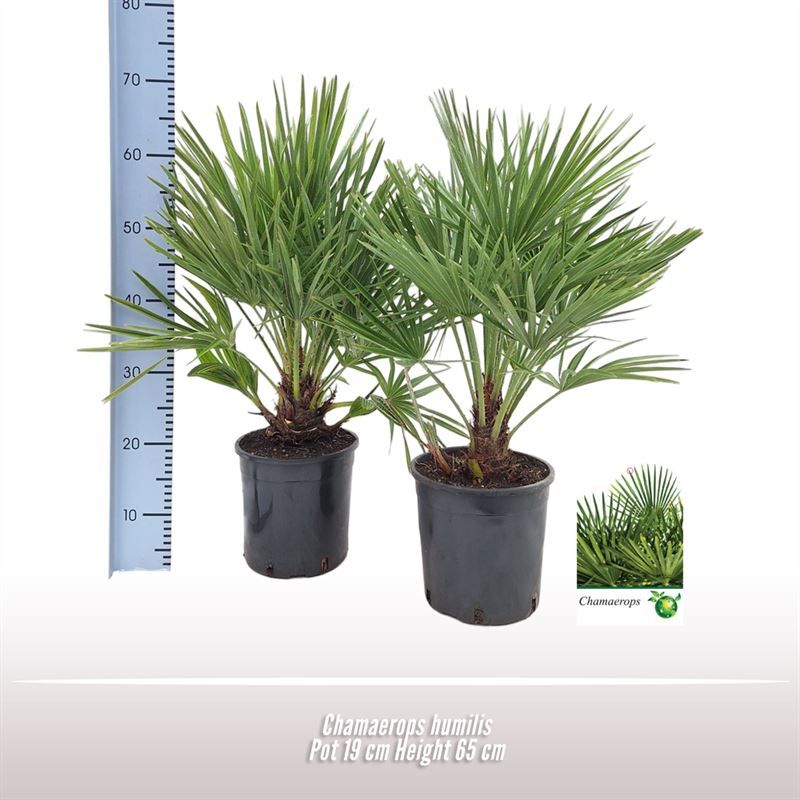 Chamaerops humilis, D 19