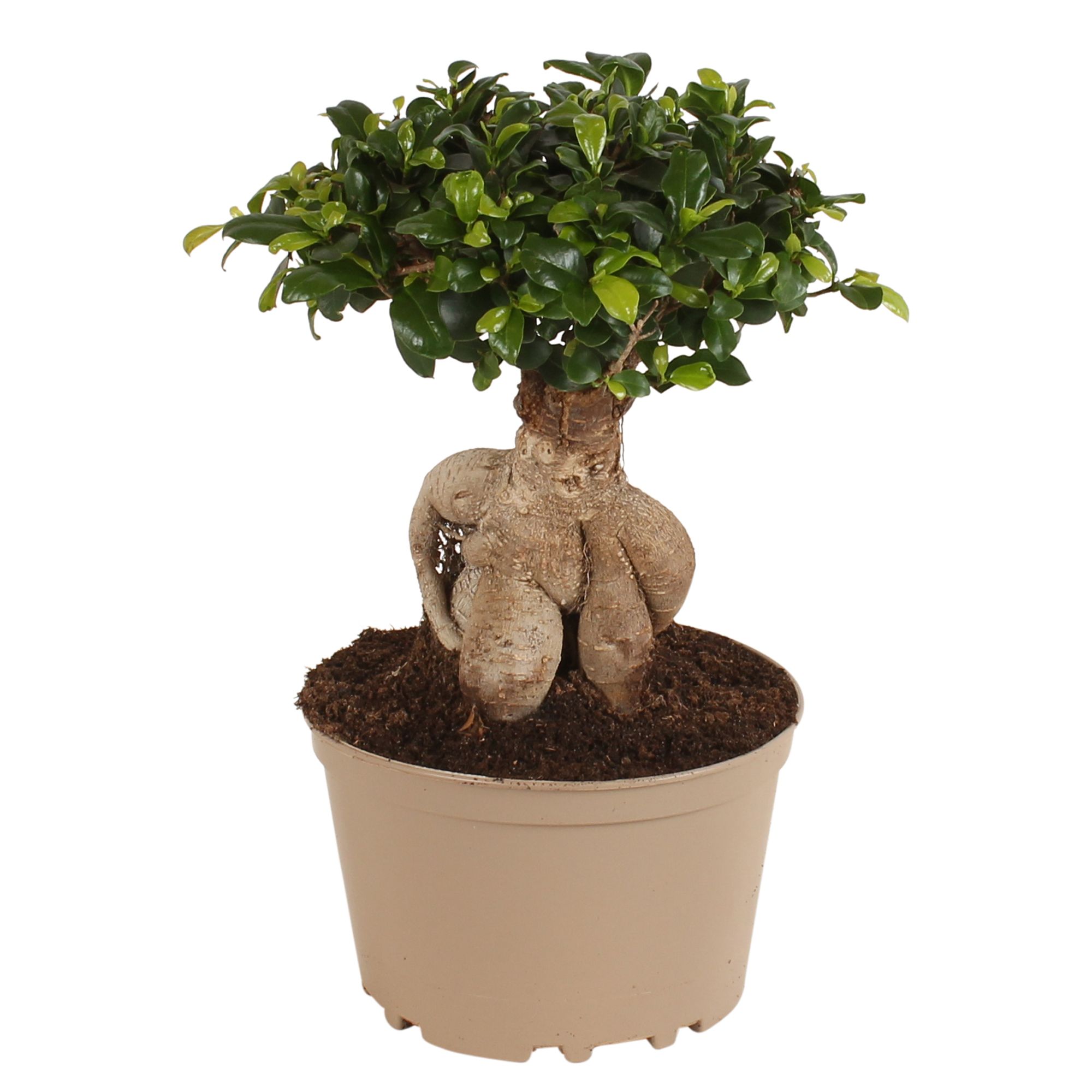 Ficus m. Ginseng pot ø20cm Carbon Free pot, D 20