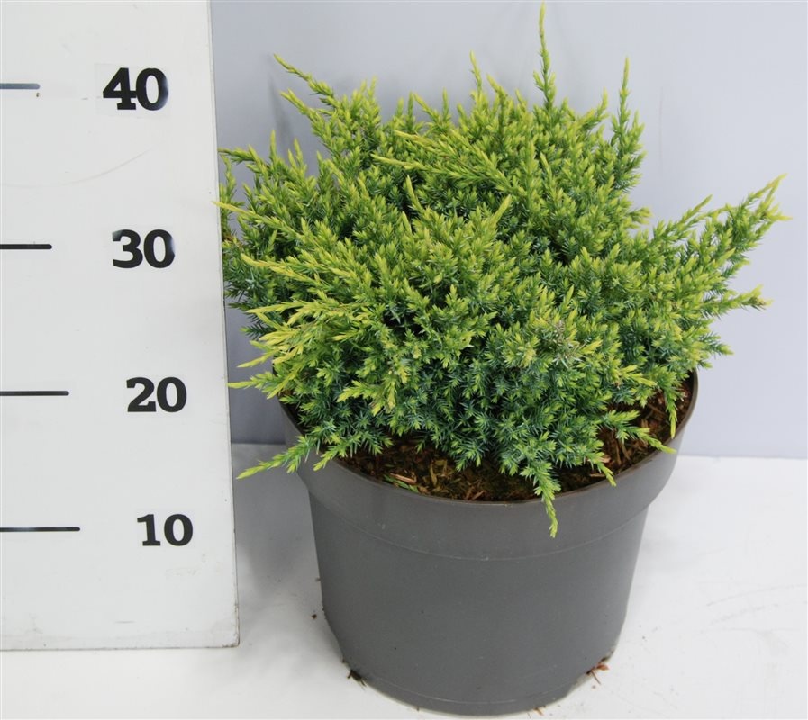 Juniperus squamata 'Holger', D 23