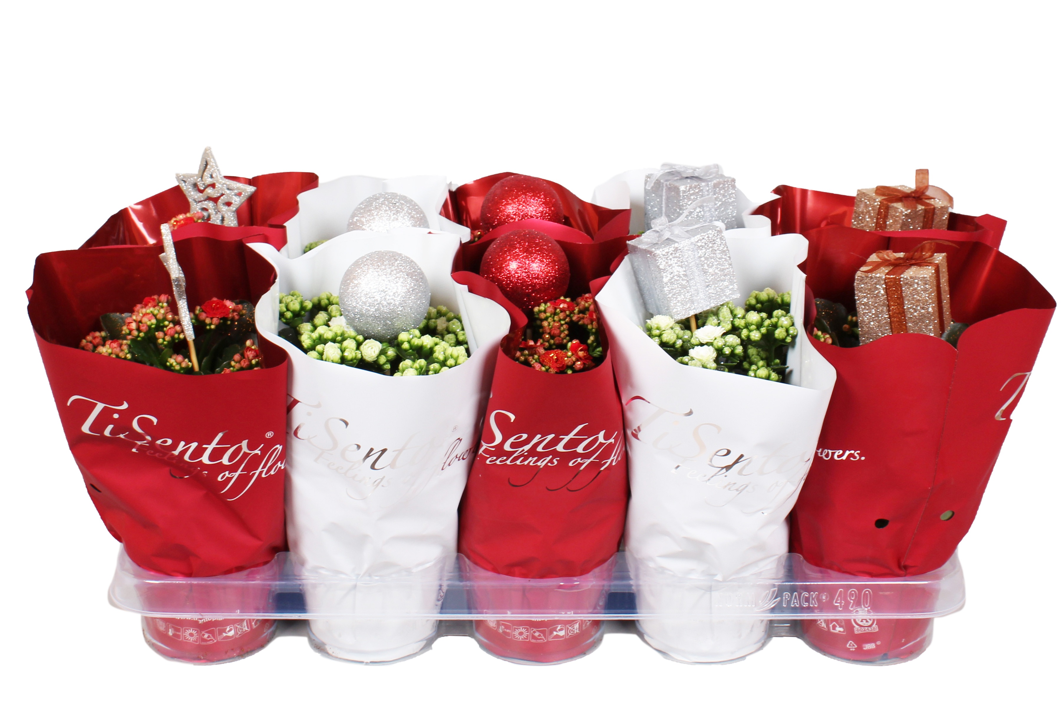 Calandiva 12 cm Rood-Wit Kerstmix + Steker, D 12