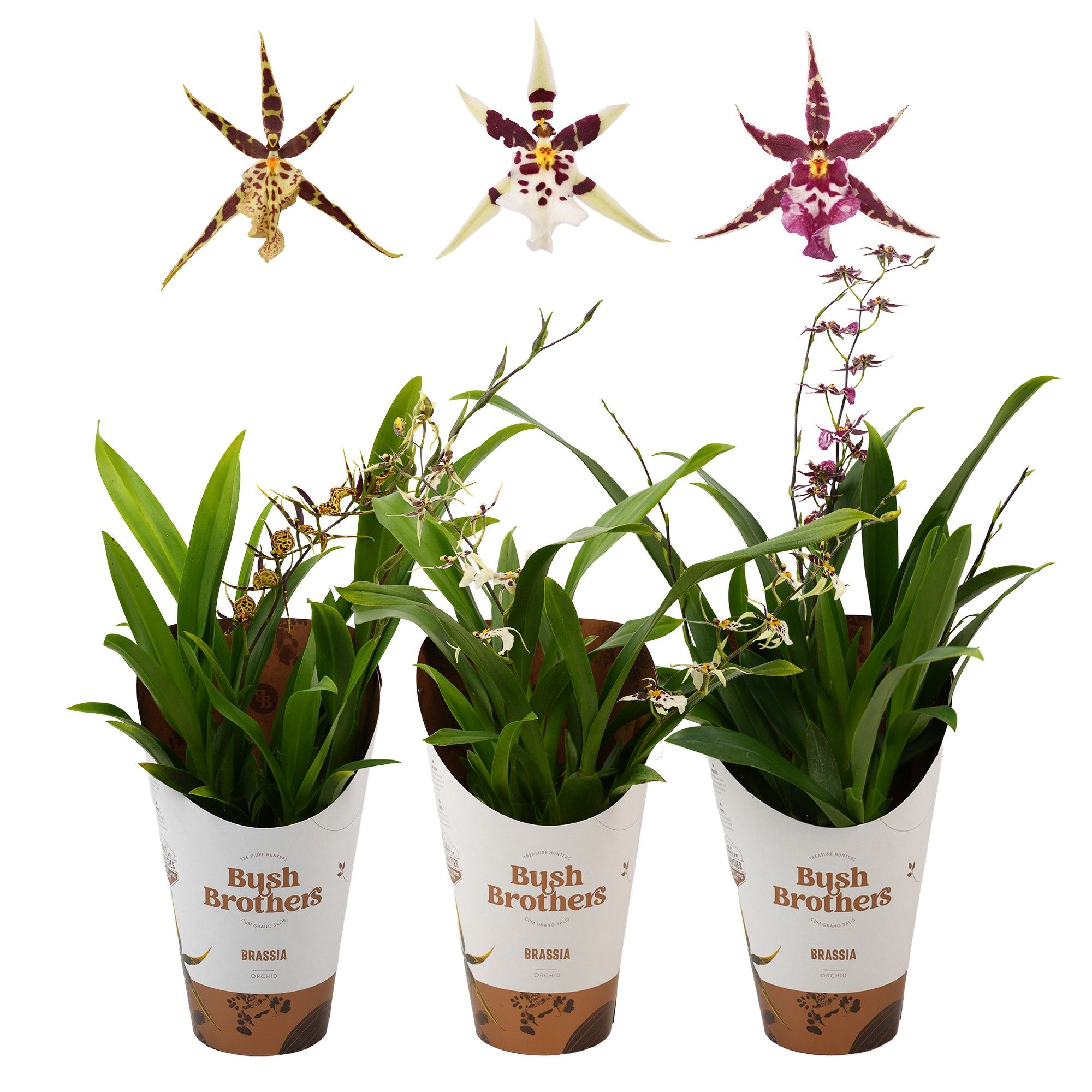 Titanium 2 tak kort 12 cm, D 12