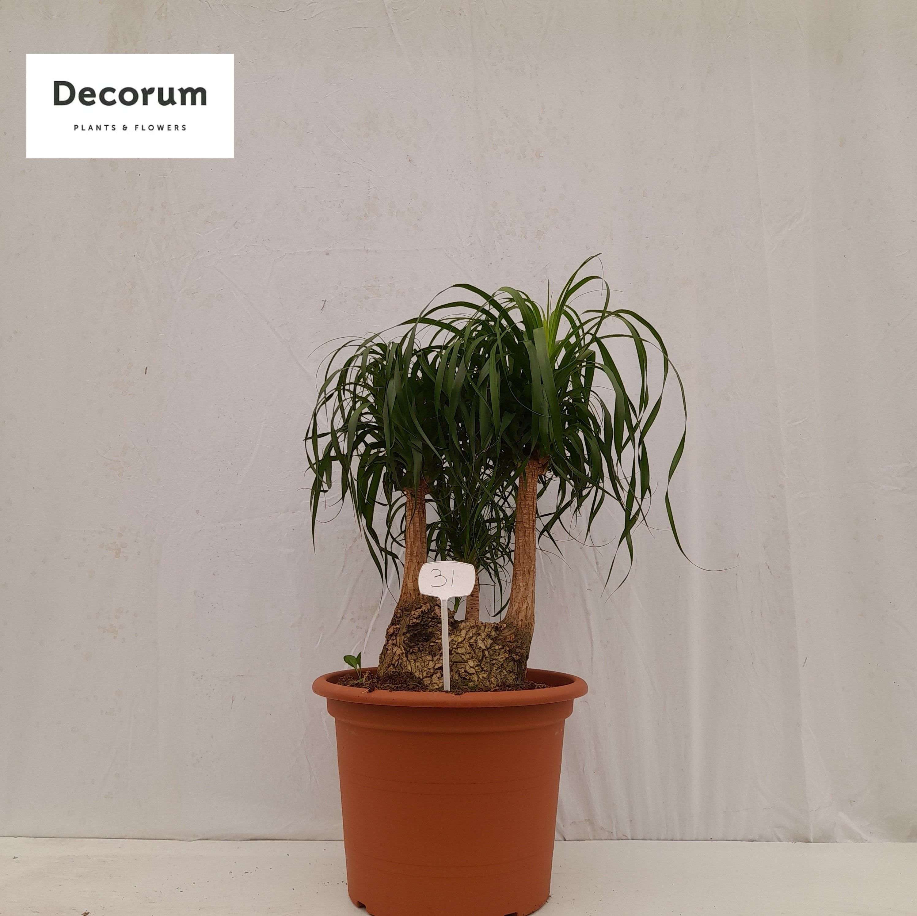 Beaucarnea vertakt op nummer 31, D 50