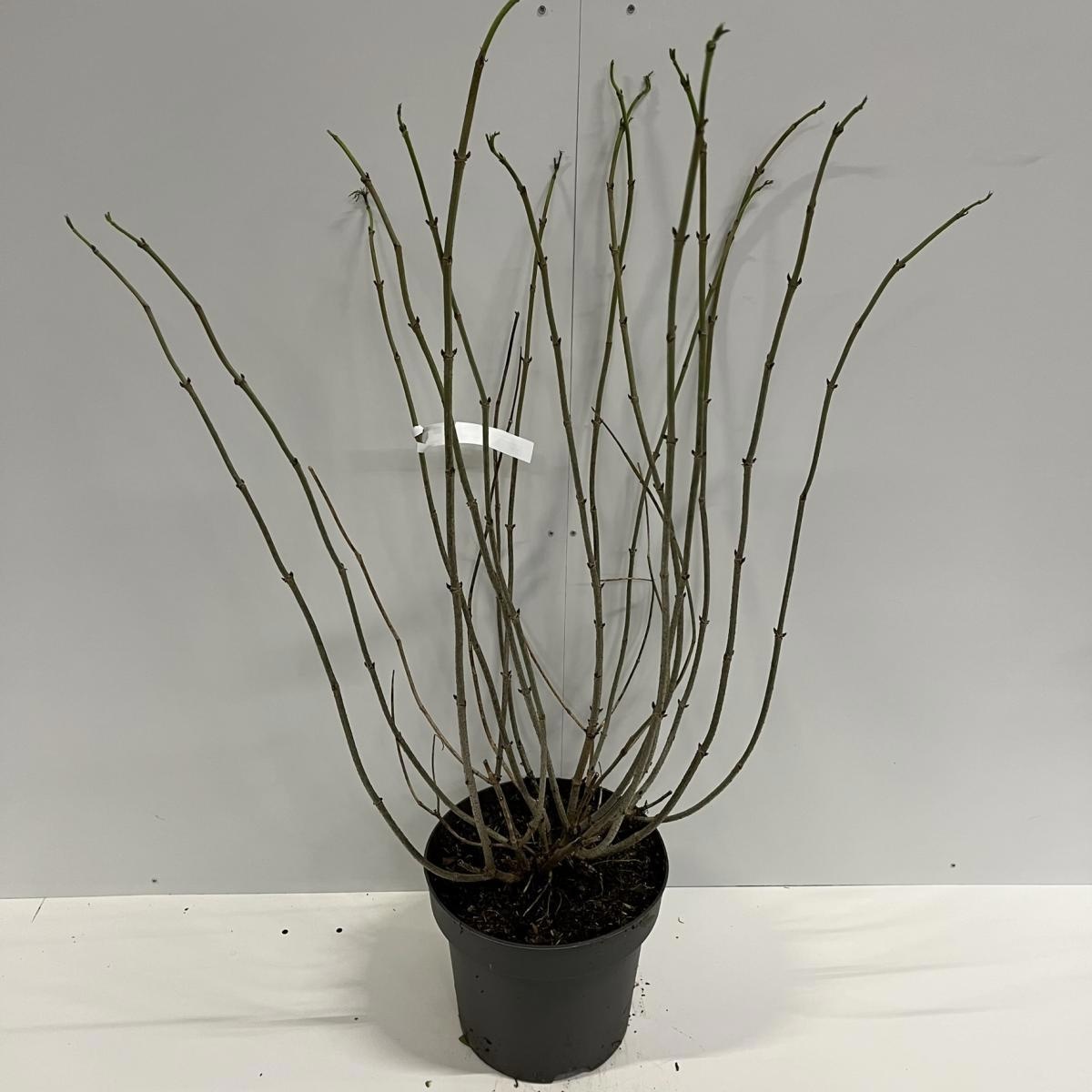 Sambucus nigra Golden Tower, D 32