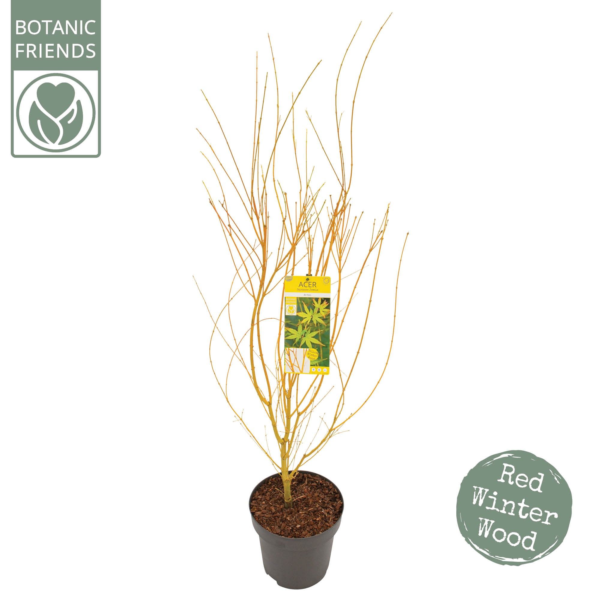 Acer palm. 'Bi hoo', D 30