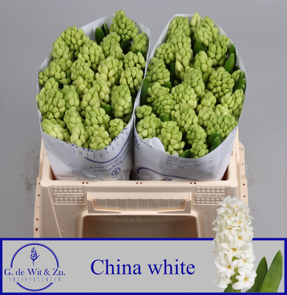 Гиацинт Чайна Вайт (бел.), шт.