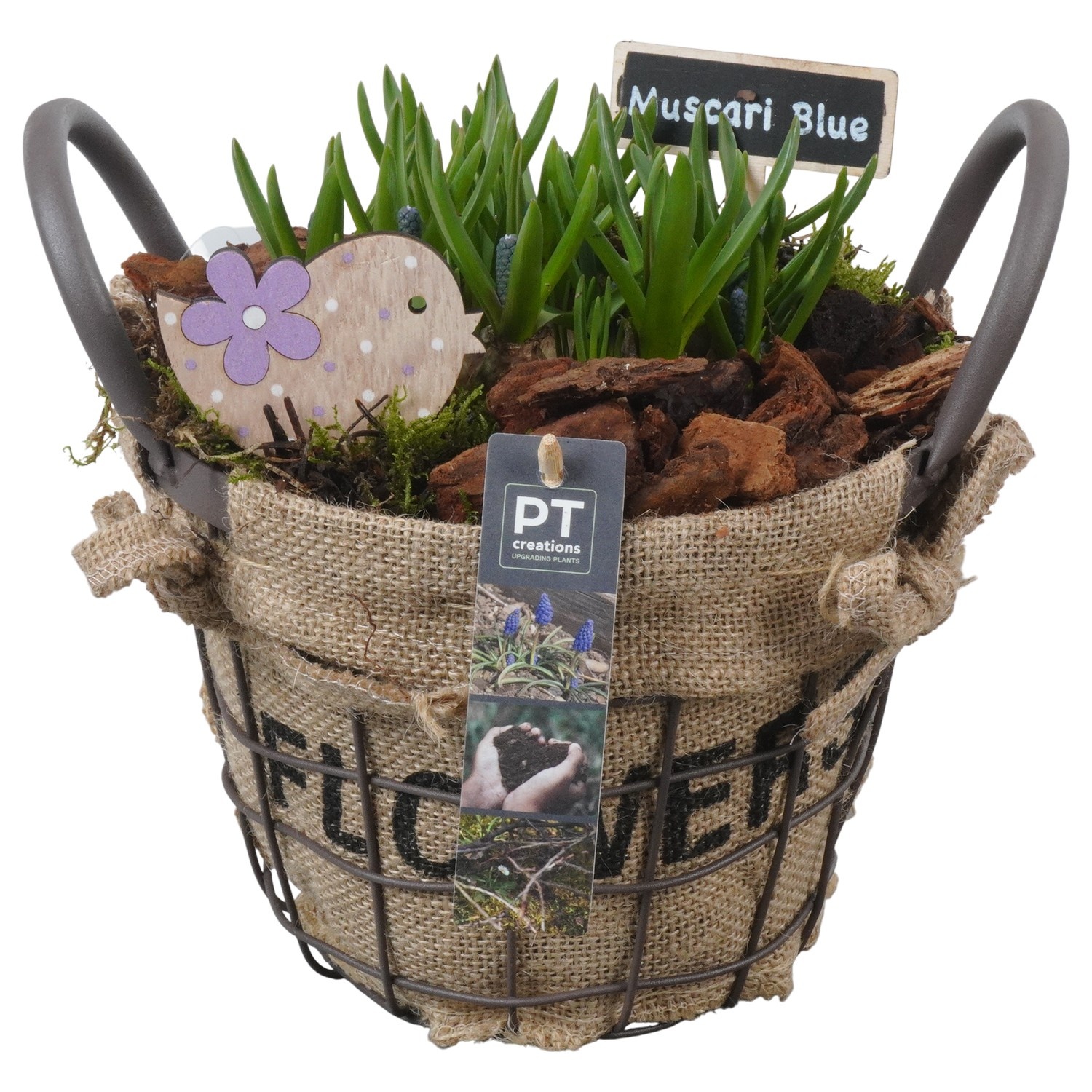 PTMB6249 Arrangement Muscari Blue in metaal mand, D 19