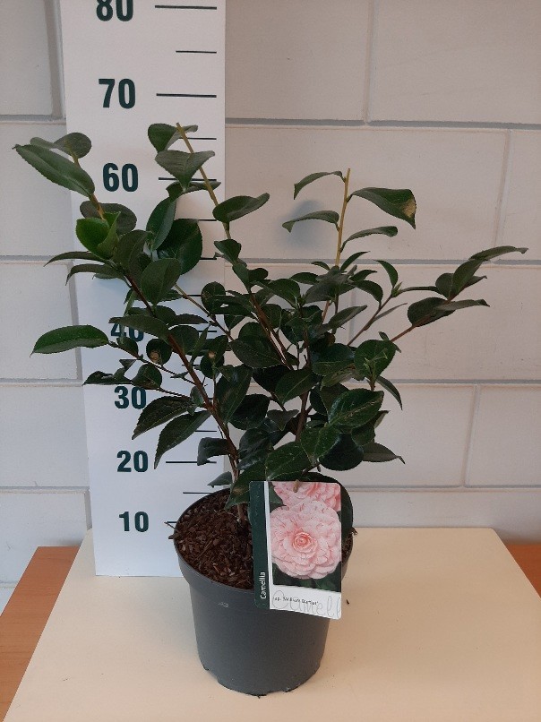 Camellia jap. William Barlett, D 23
