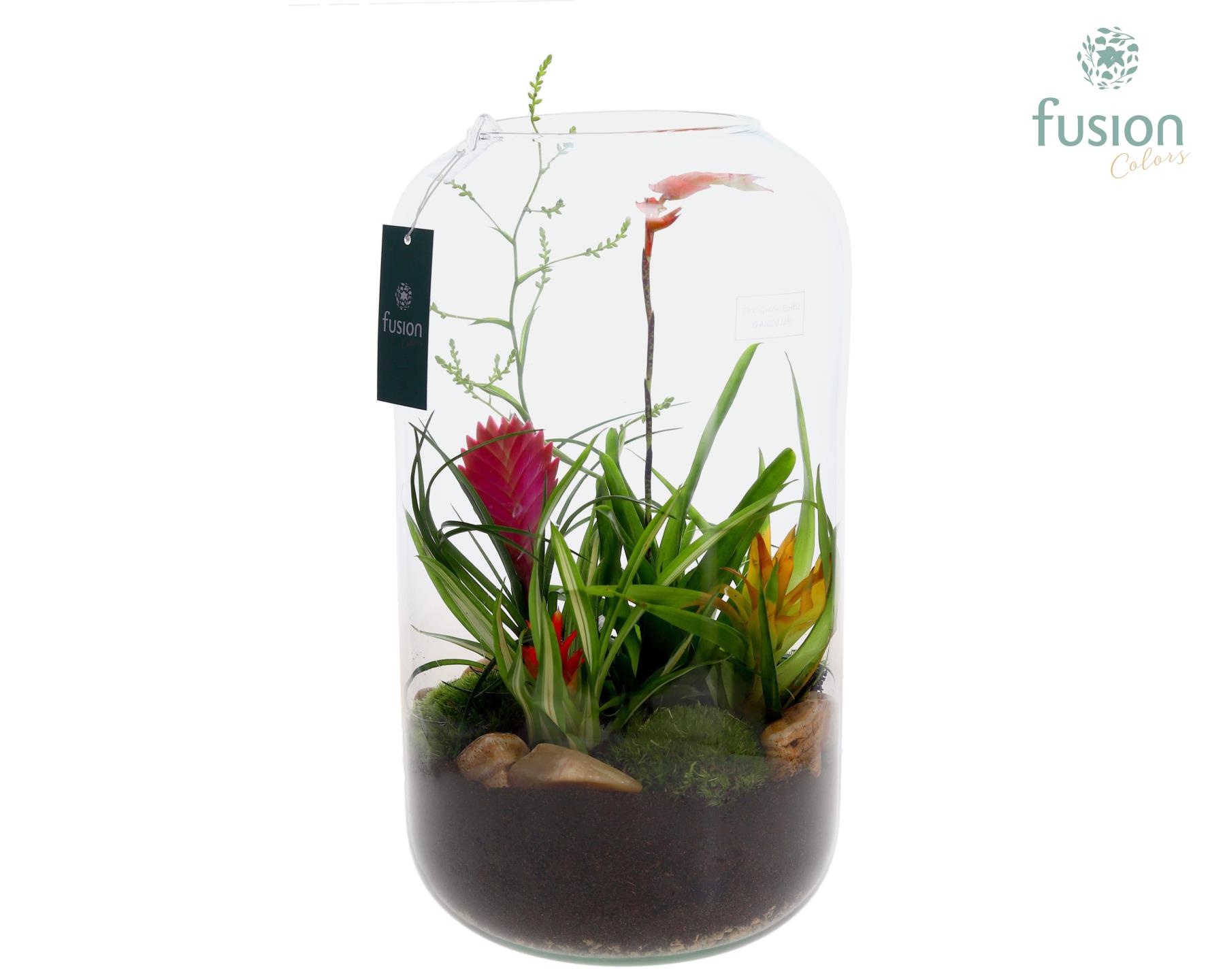 Green Bottle Isabella XXLarge met Bromelia, D 23