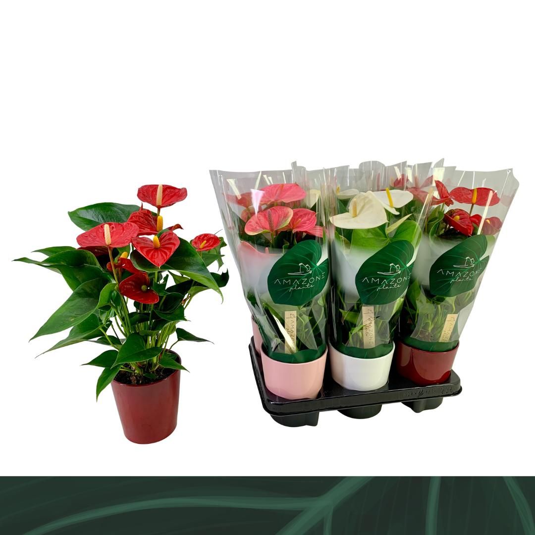 Anthurium Mix 12cm keramiek, D 12