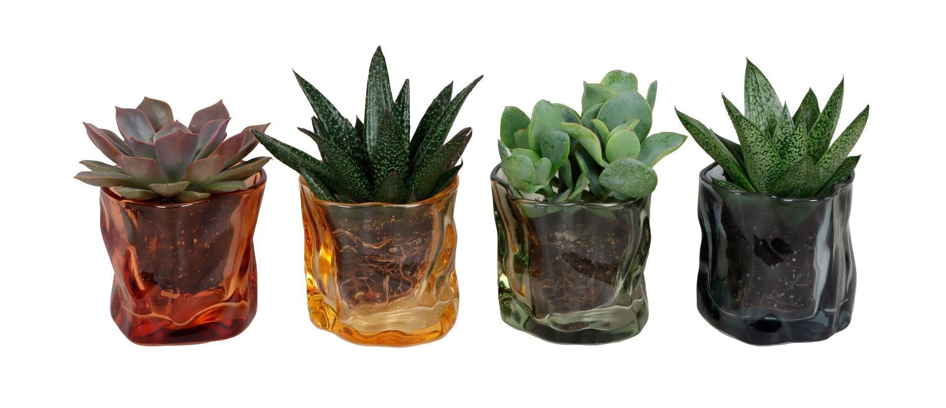 L 67395 With Succulent Mix 6 cm, D 6