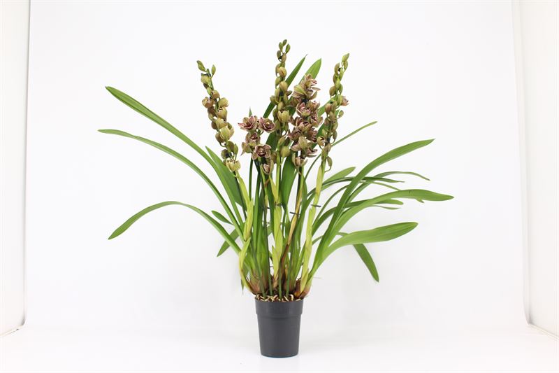 Cymbidium p14 Magic Bird mix 5+T, D 14