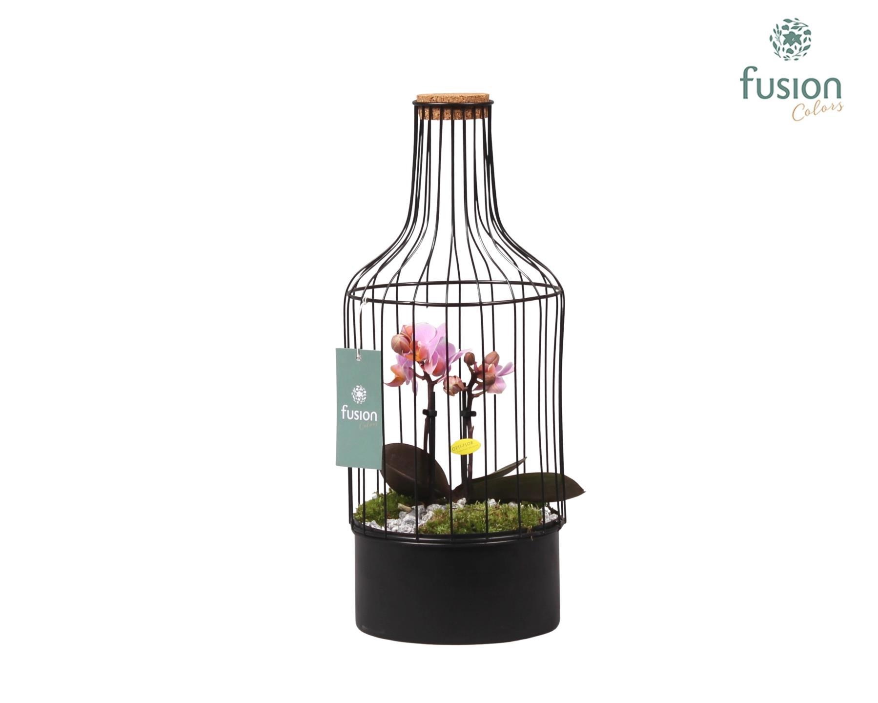 Metalen fles met kurk zwart small met Phalaenopsis, D 15