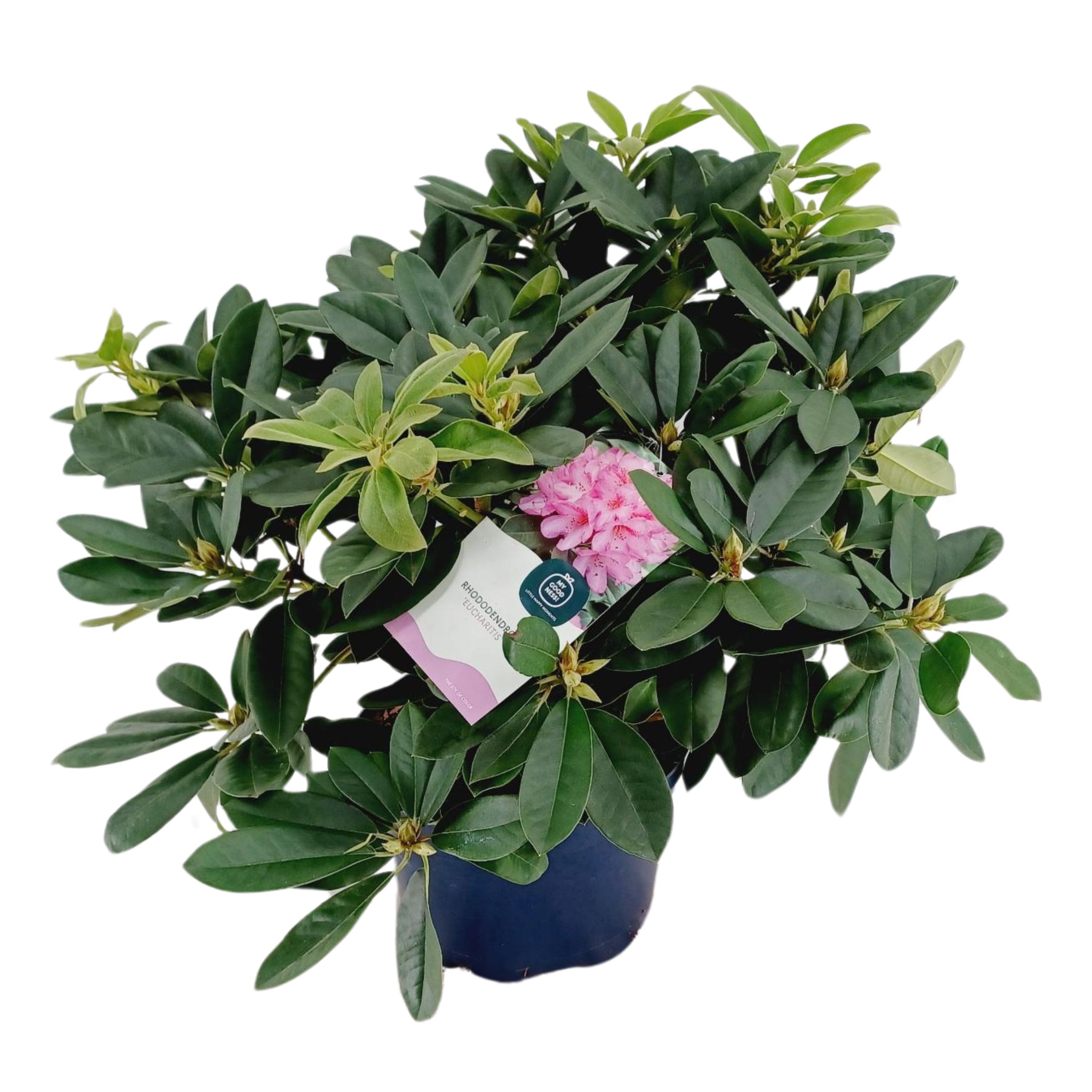 Rhododendron 70-80 /15 liter 'Eucharitis', D 34