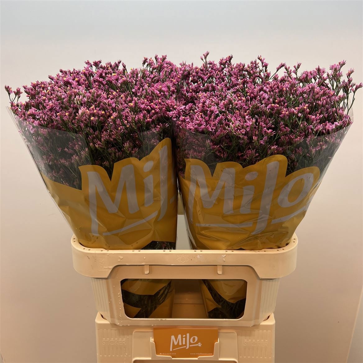 Лимониум Тифани Даймонд 80, шт.