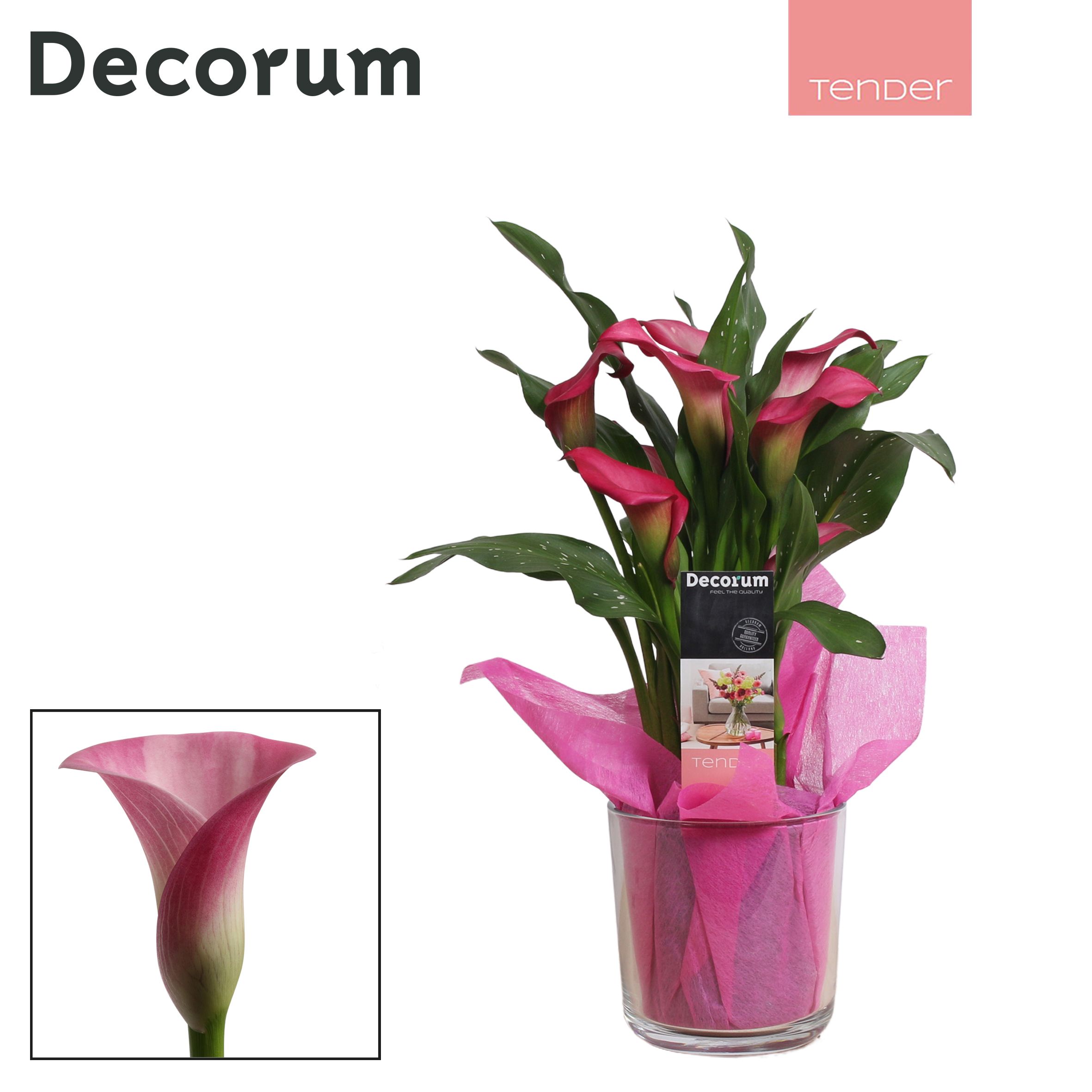 Zantedeschia (Calla) Roze in Claudia glas LOVE (Decorum), D 12
