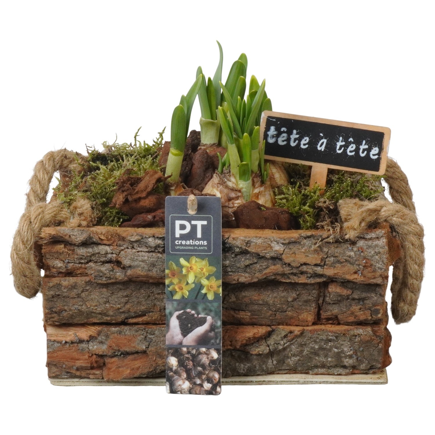 PTN8699 Arrangement Narcissus in houten bak, D 20