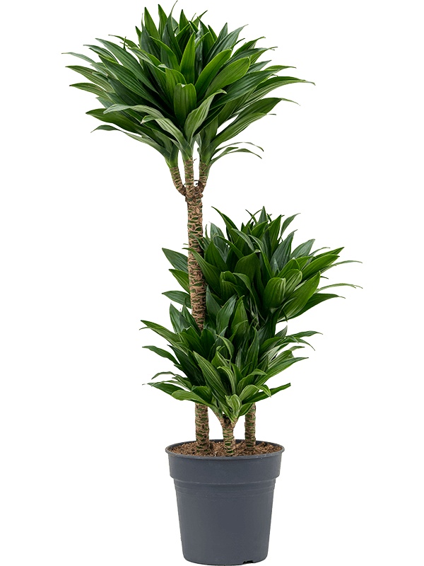 Dracaena fragrans 'Compacta', D 21