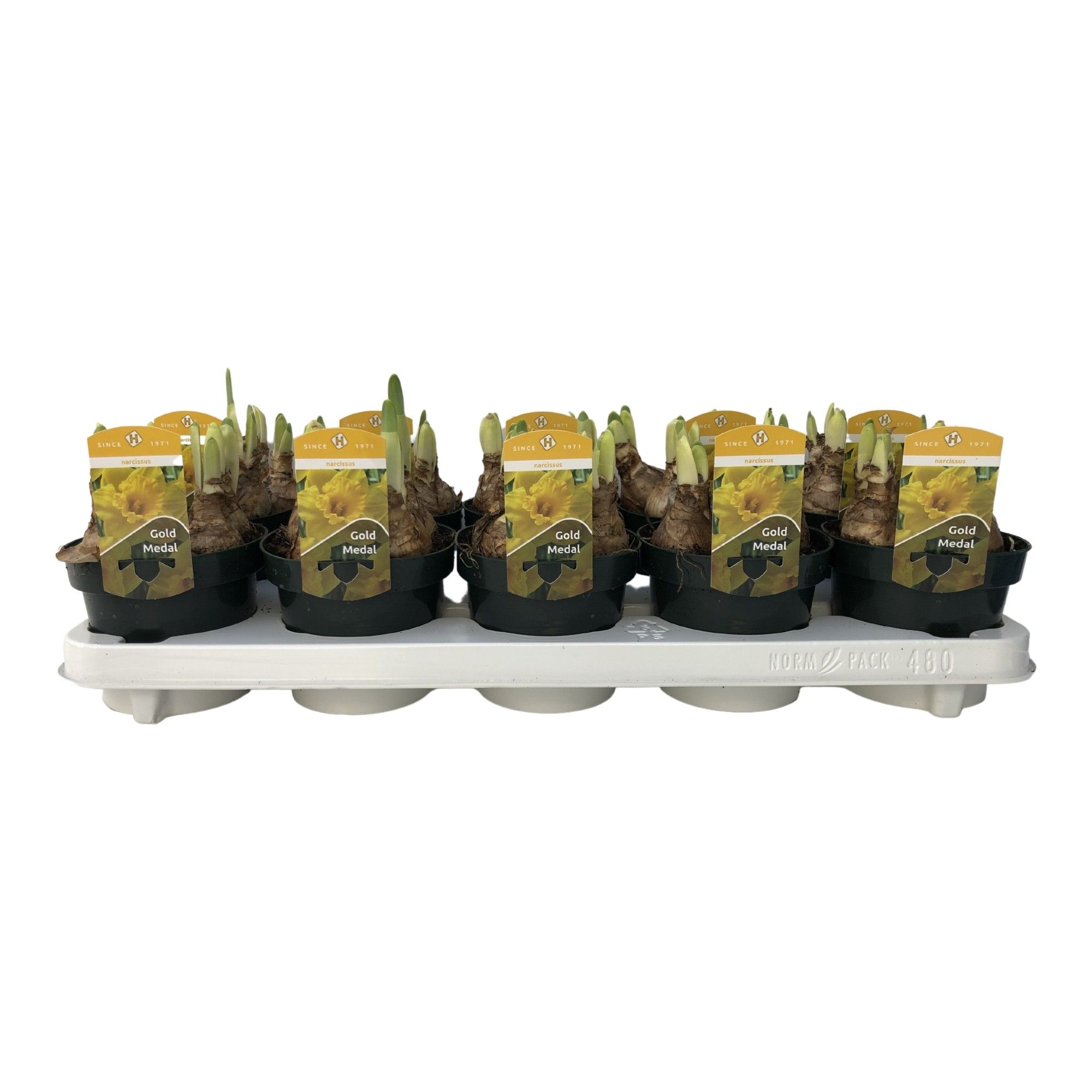 Narcissus Gold Medal grootbloemig, D 12