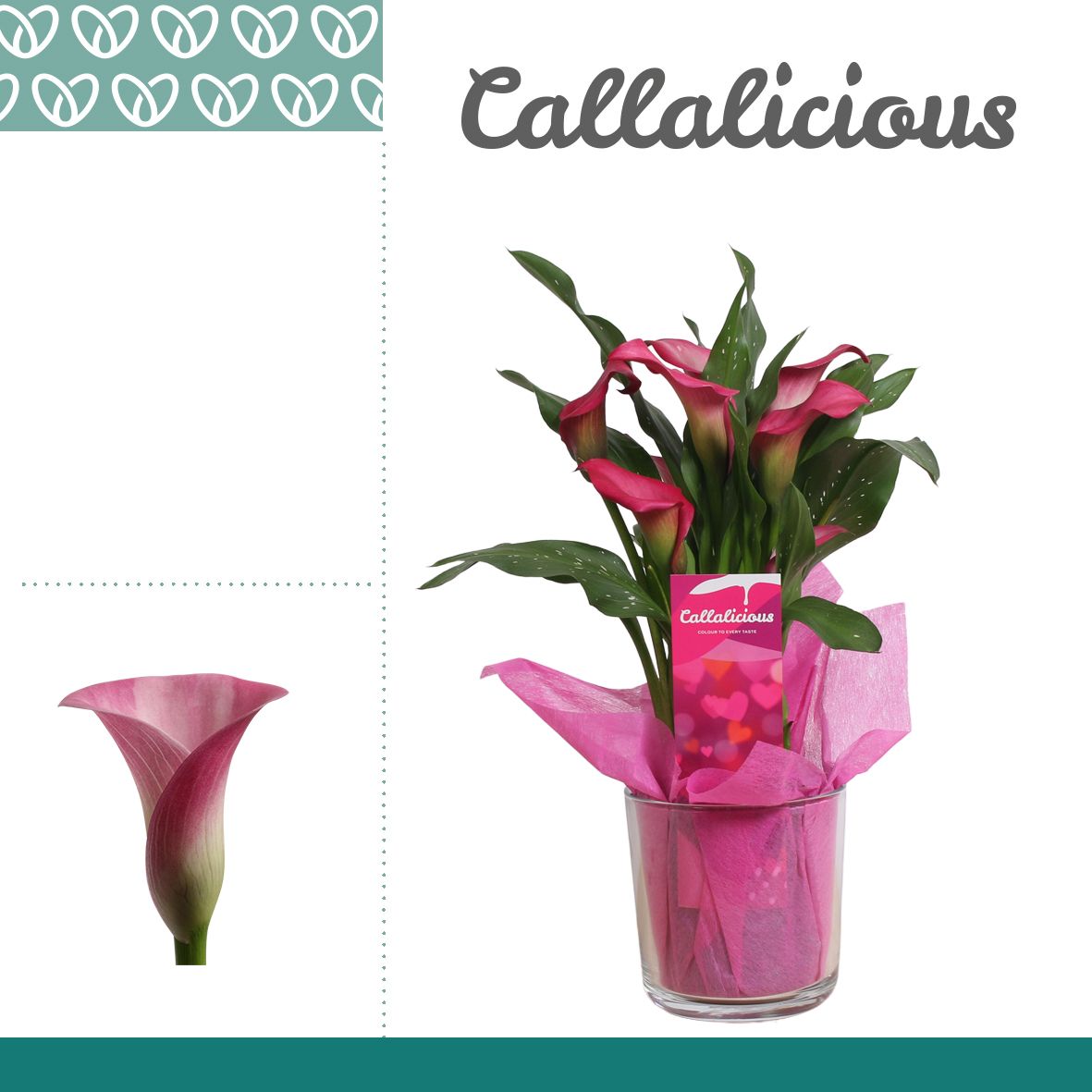 Zantedeschia (Calla) Roze in Claudia glas LOVE, D 12