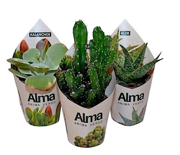 800 LO : P6.5 cm cactus mix soorten in potcover, D 6