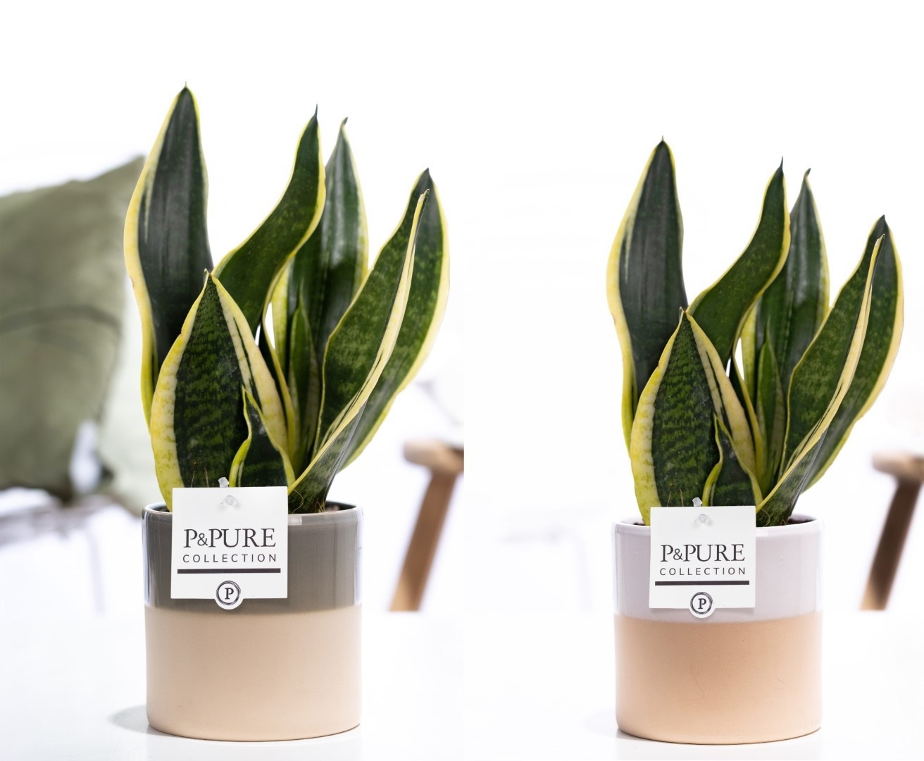 Sansevieria Trif. "Futura Superba" in P&PURE Tess 2 cer. ass.3, D 12