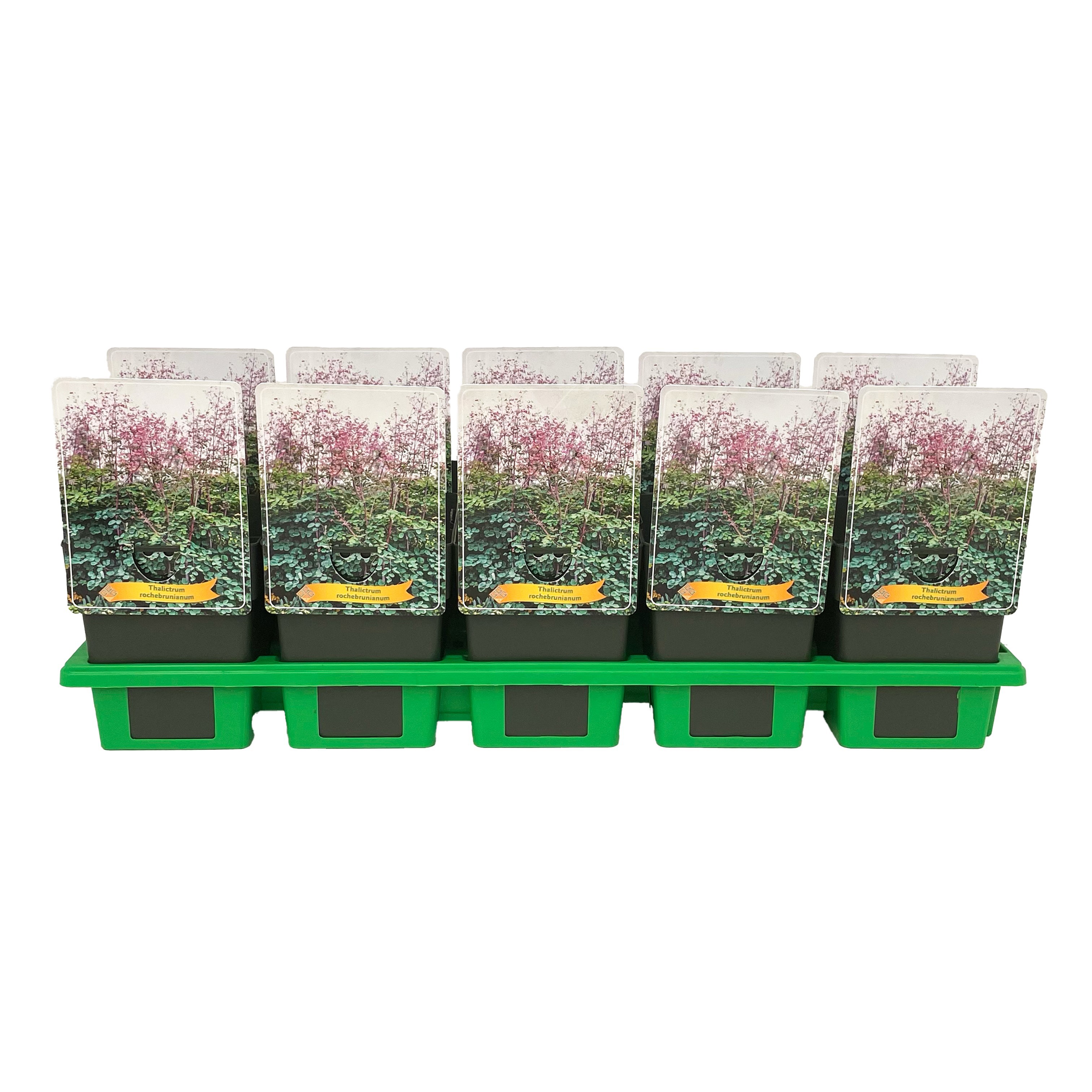 Thalictrum rochebrunianum P11, D 11