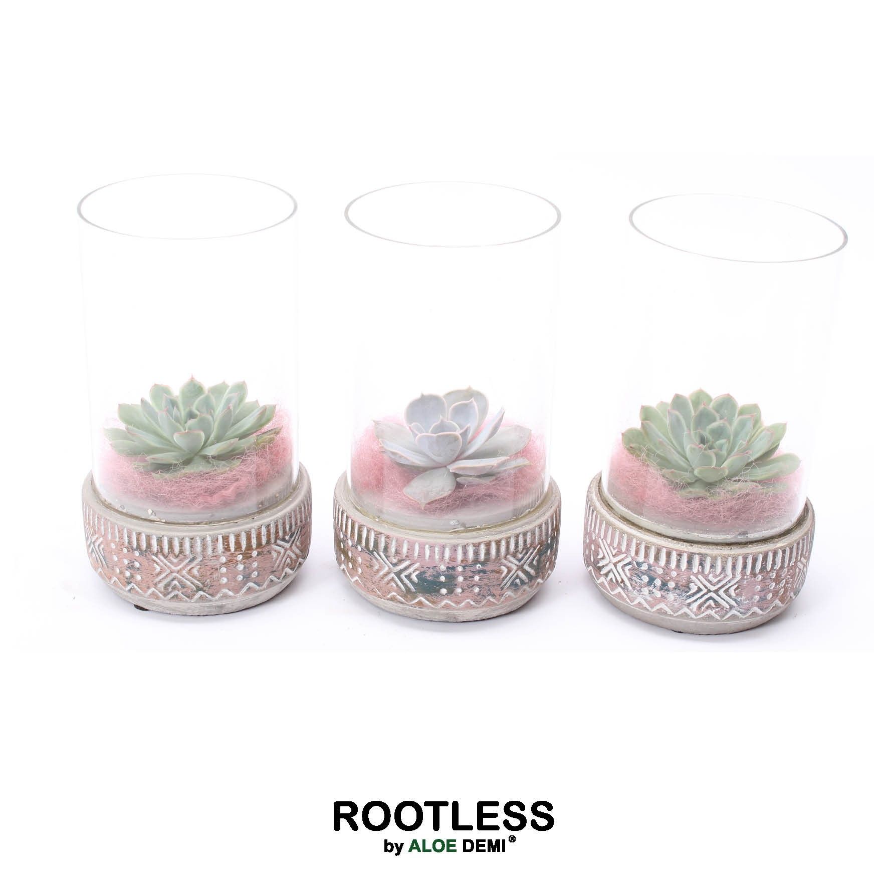 ROOTLESS Echeveria mix, Deer pot and glass pink, D 12