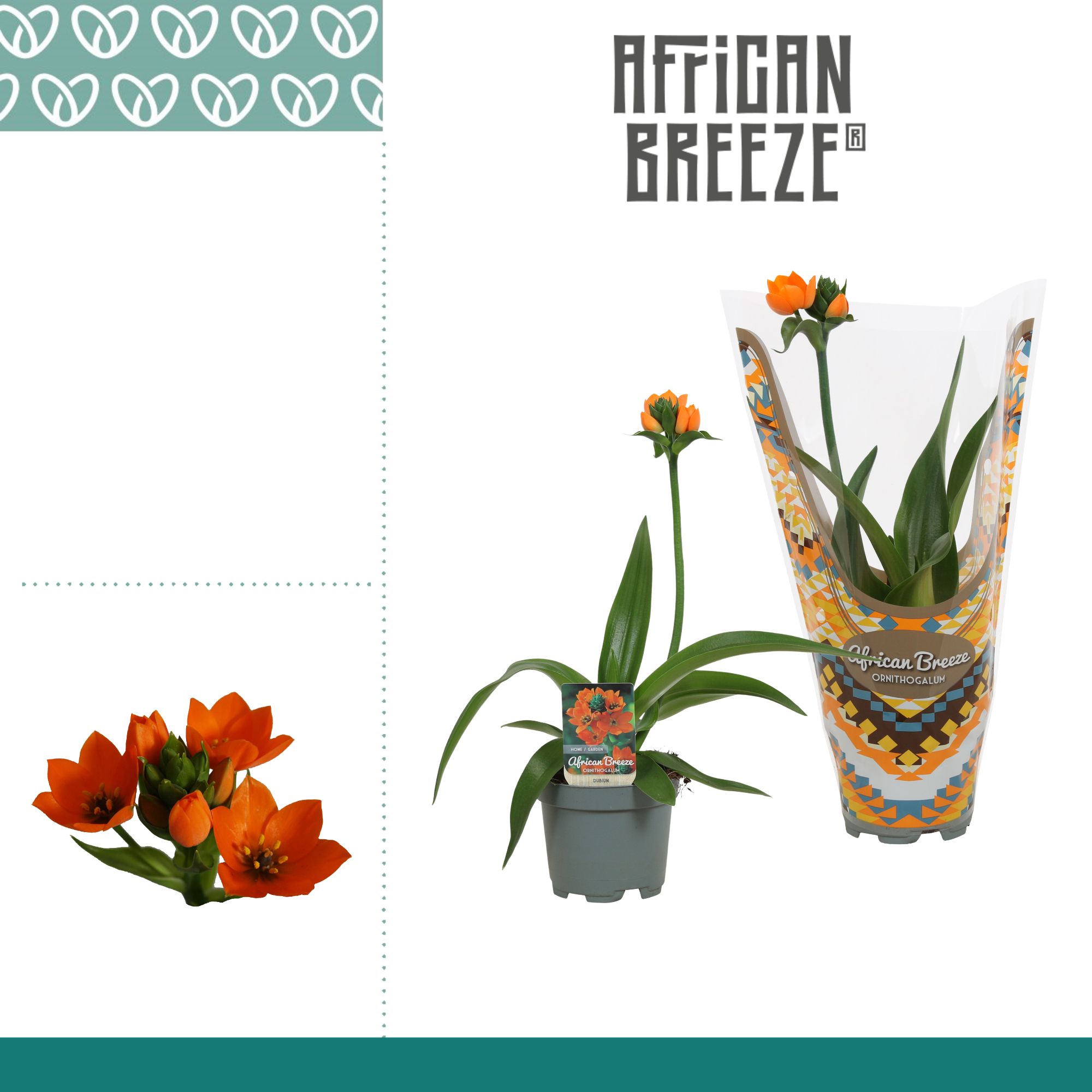 Ornithogalum Dubium Oranje 1pp Lange sortering, D 10,5