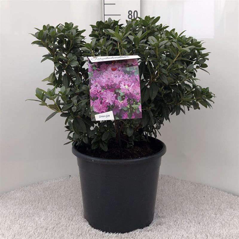 Rhodo. 'Praecox' pink, D 37