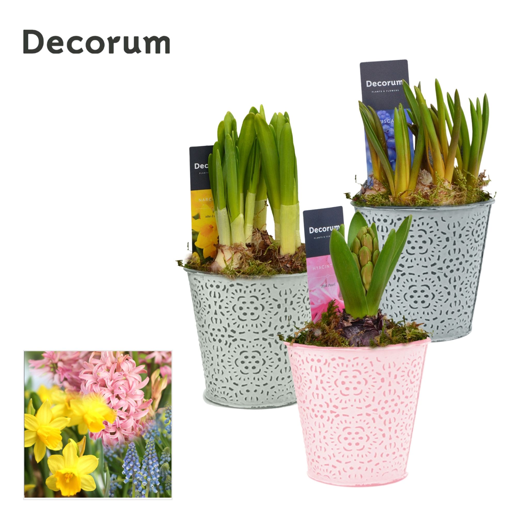 Bollenmix Blooming HL14693B, D 10