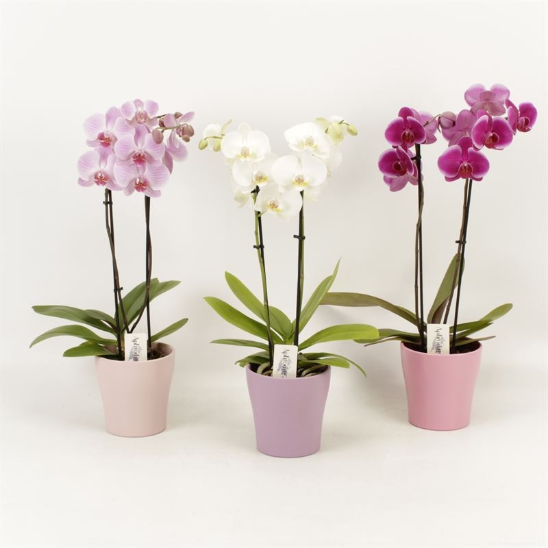 Phalaenopsis gemengd 2 tak gemengd shorty in pastel Valentijn keramiek, D 12