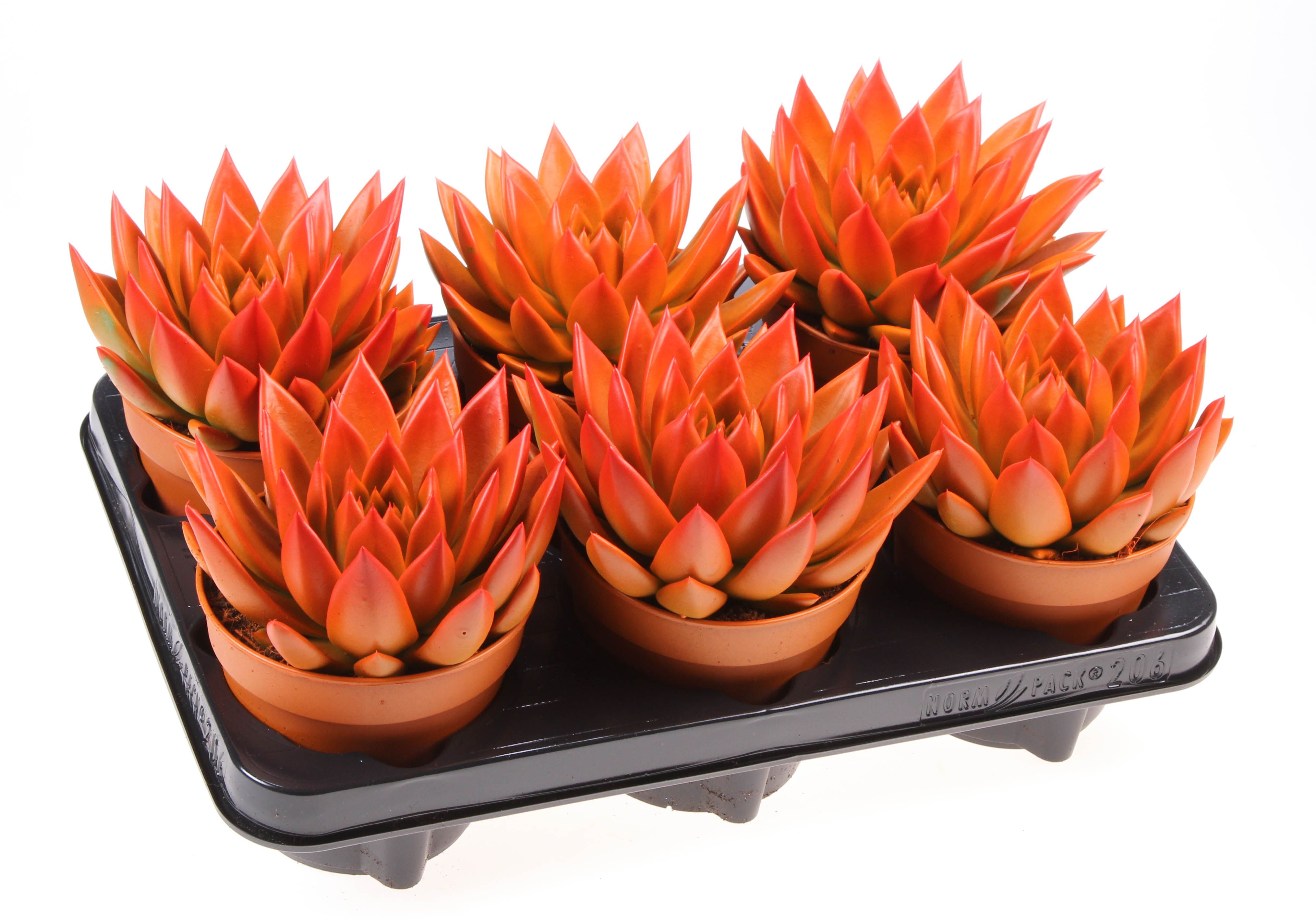 Rainbow bicolor orange + red point, D 12