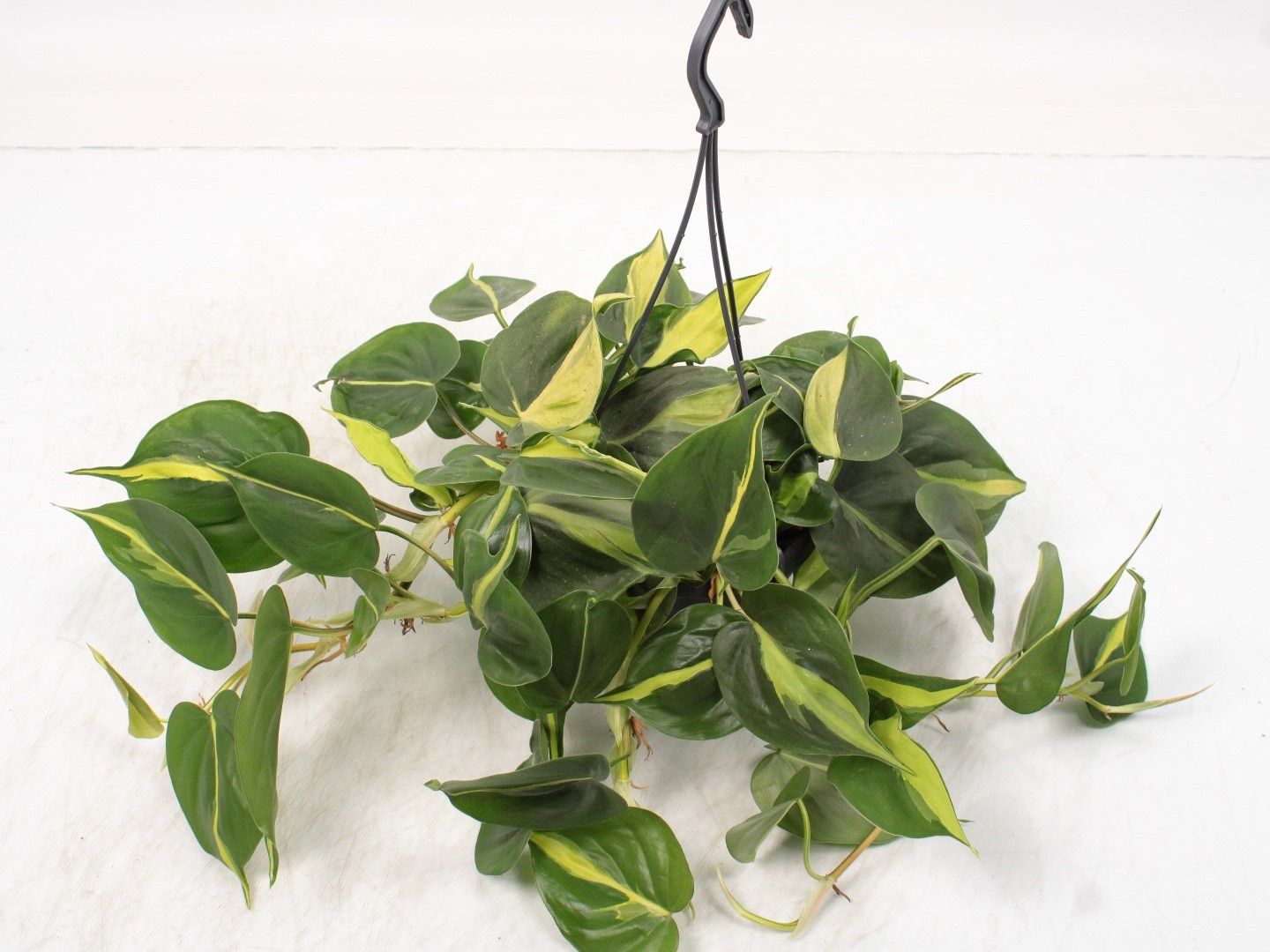 Philodendron Brasil hangpot, D 14