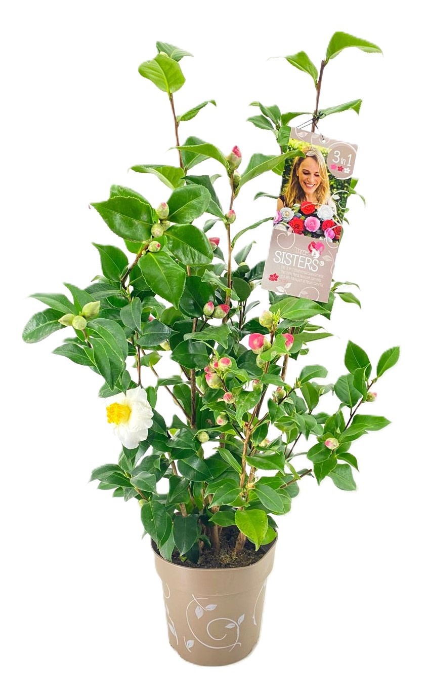 Camellia japonica 3 kleuren per pot, D 24