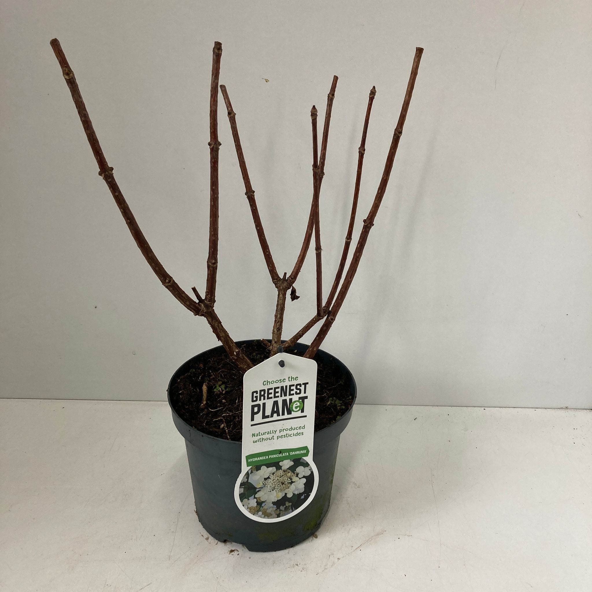 Hydrangea pan. ‘Dharuma’, D 19