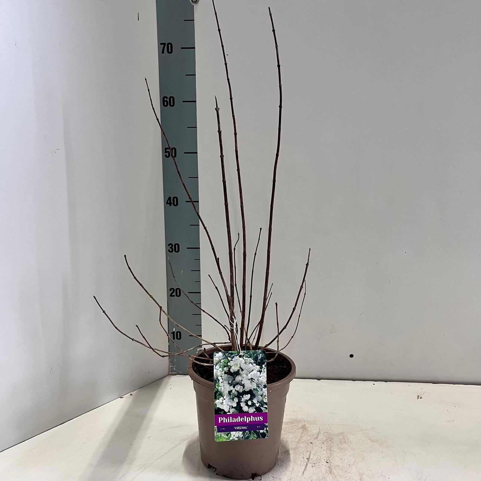 Philadelphus 'Virginal', D 17