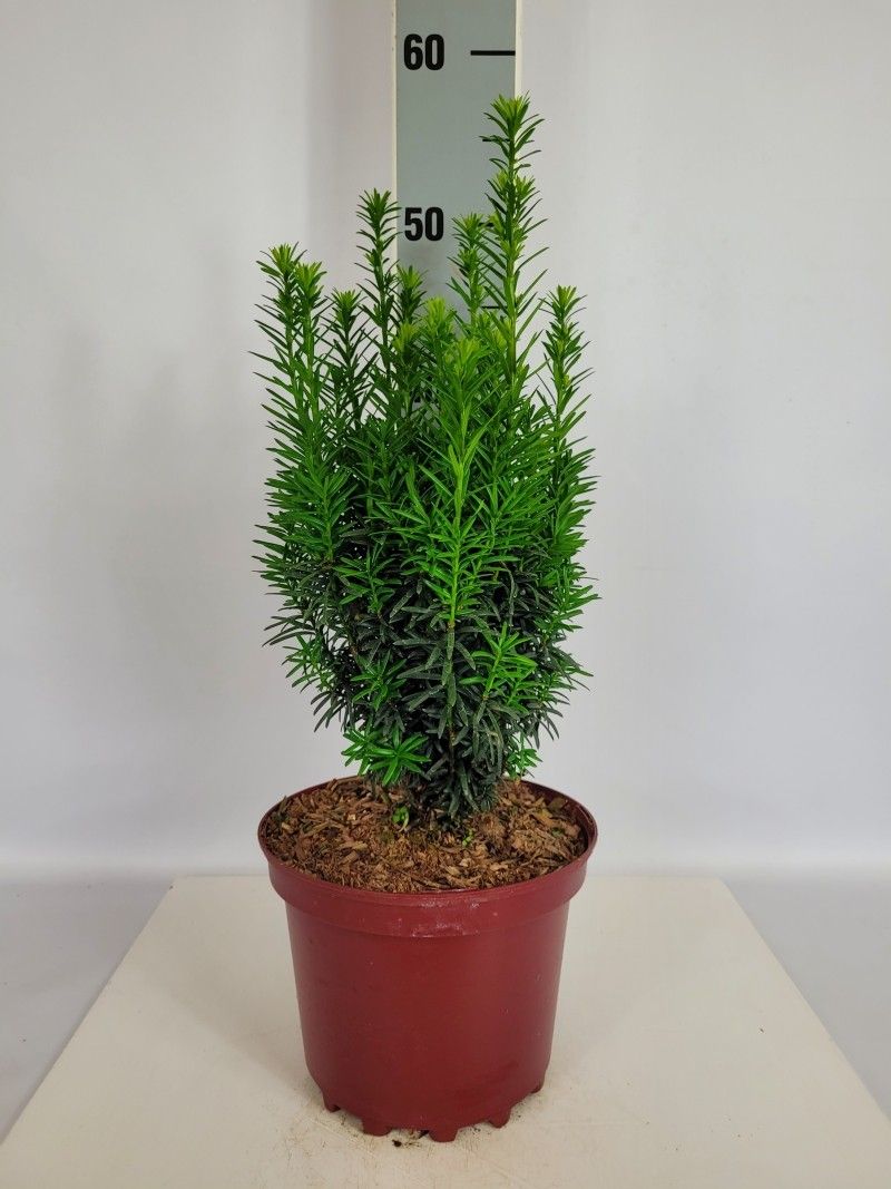Taxus baccata Robin Hood ® EU-S C3 20-30, D 19