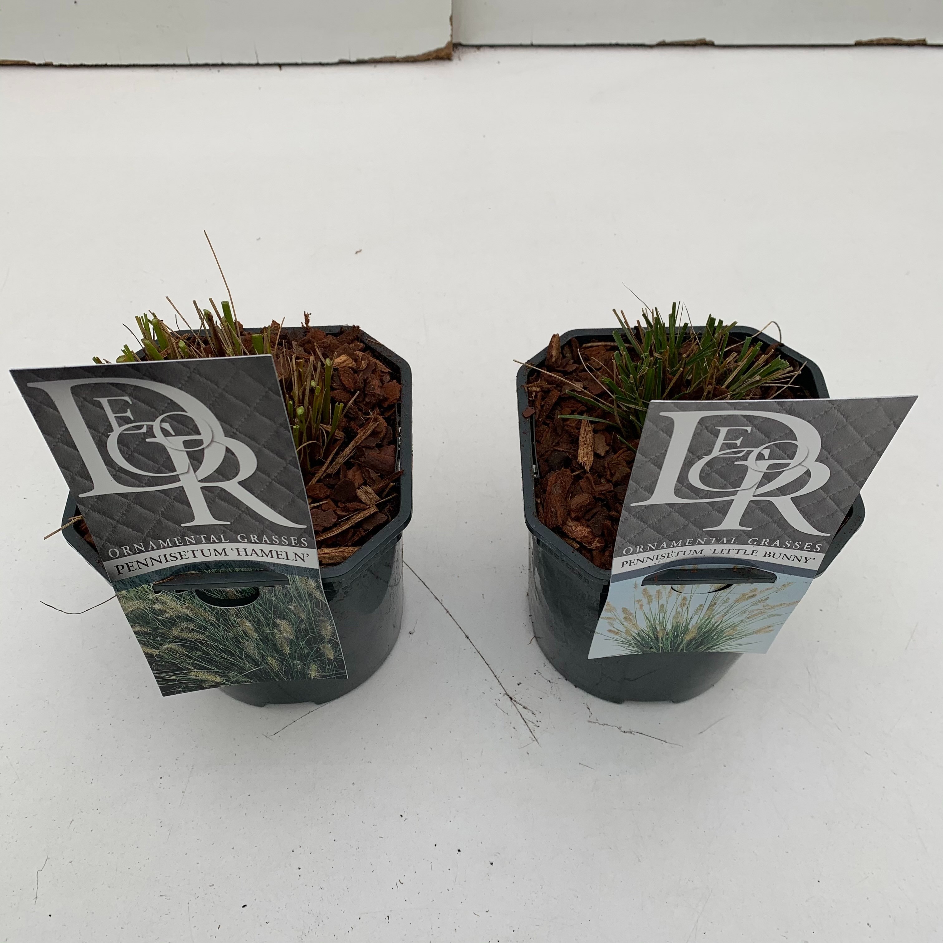 Pennisetum mix, D 17