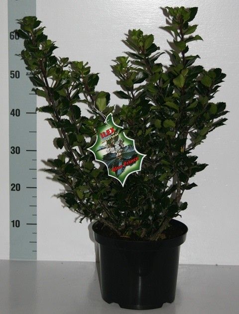 Ilex mes. 'Blue Prince', D 23