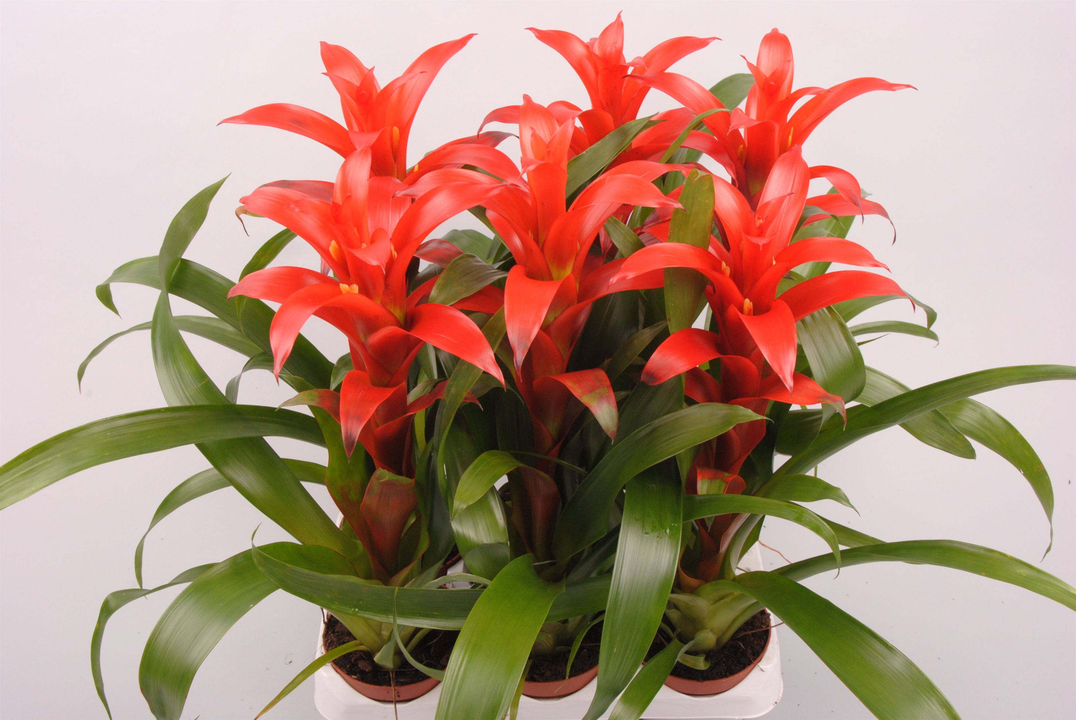 Guzmania Allura, D 9