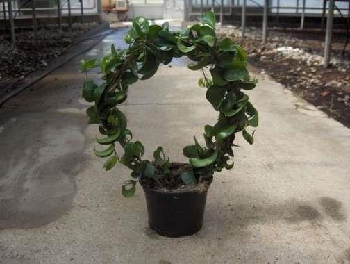 FICUS BENJAMINA 'BOUCLE', D 12