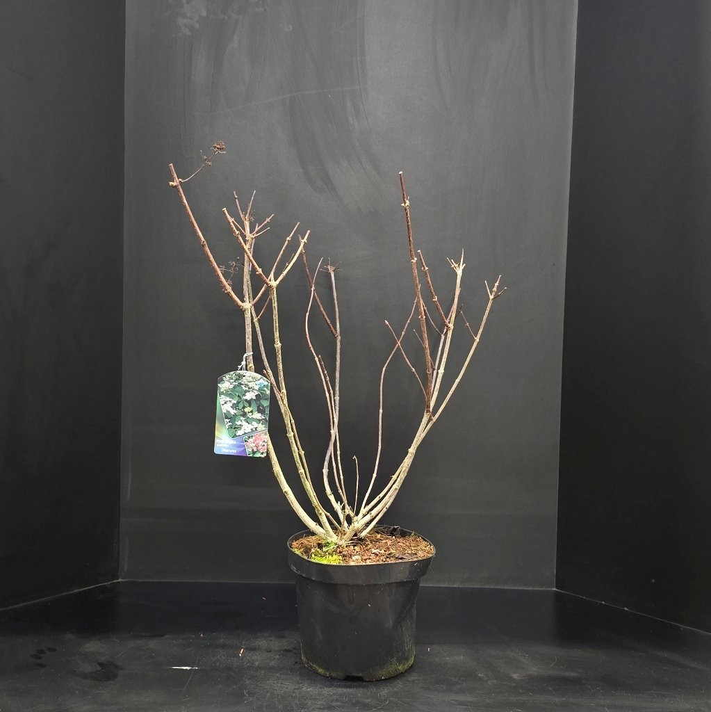 Hydrangea paniculata Dharuma, D 26