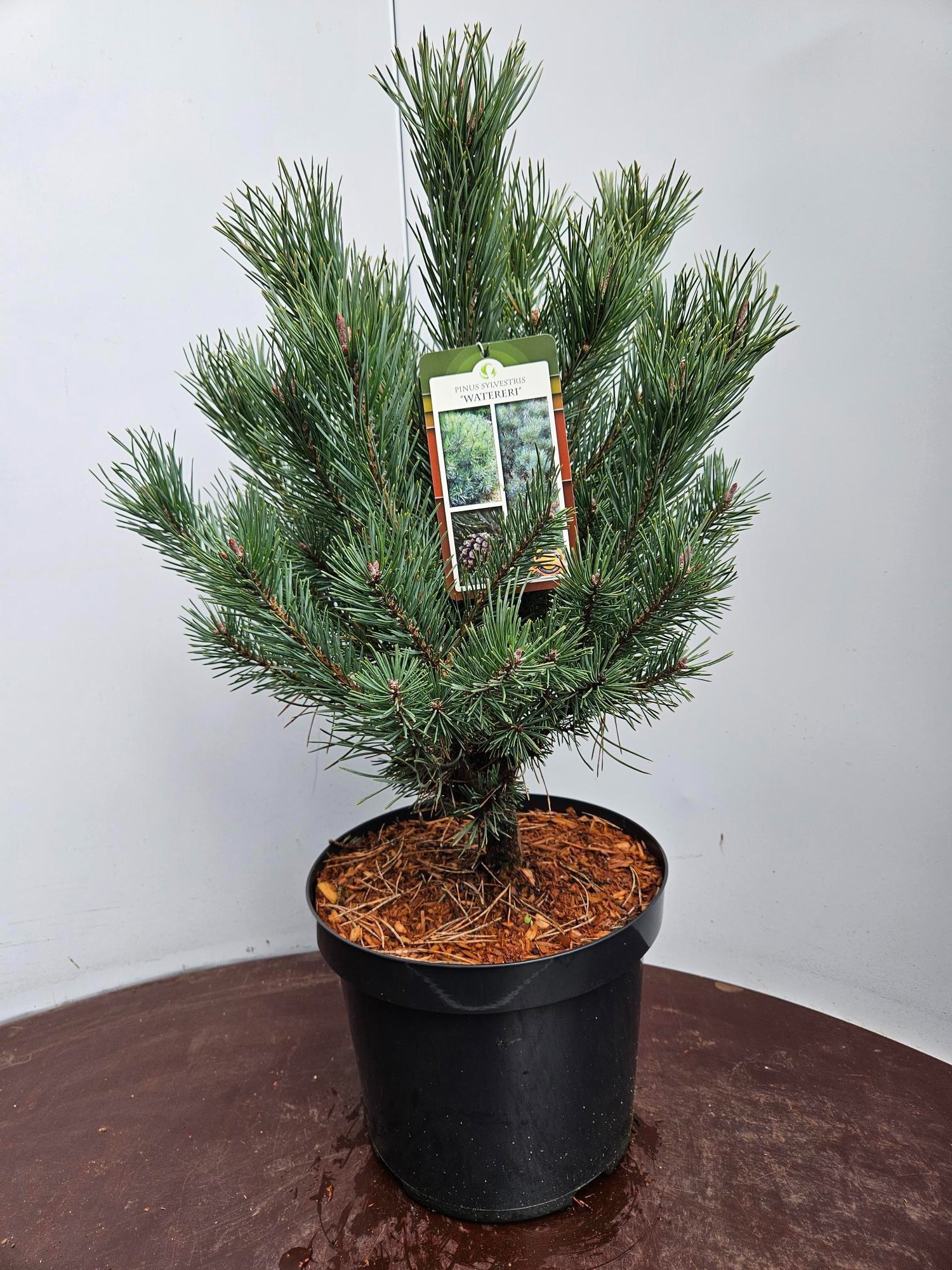 Pinus s Wateri 40-50 C7.5, D 29